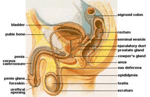 anatomi-reproduksi-mnusia