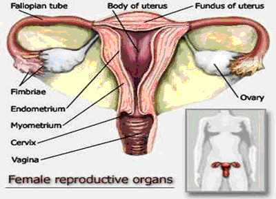organ-reproduksi-betina